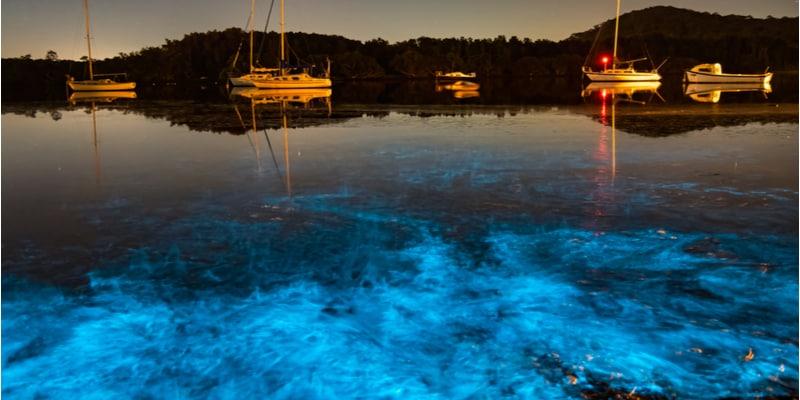 bioluminescenza_2