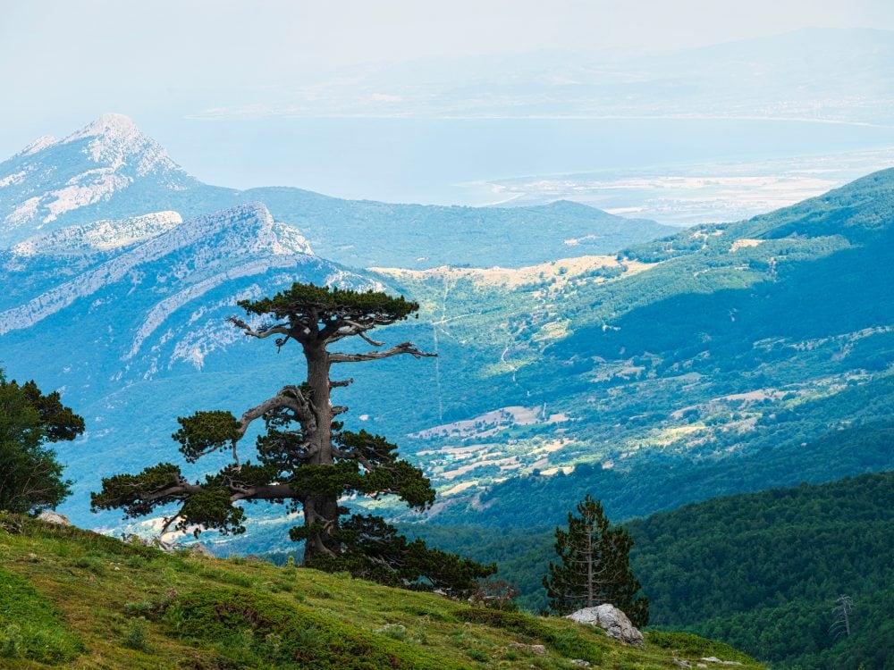 italus arbre millénaire