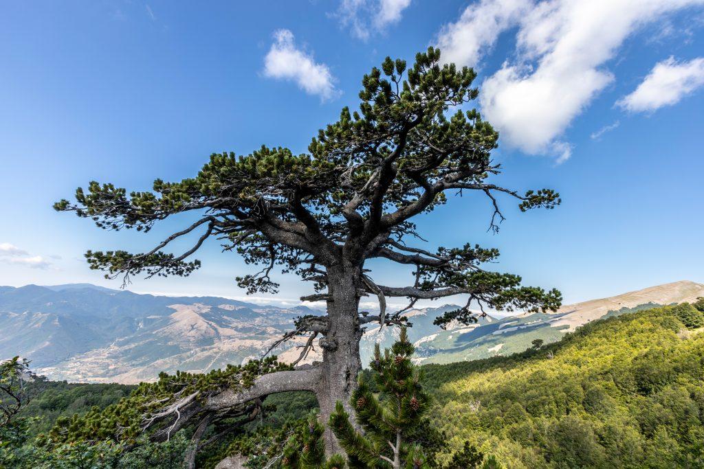 italus arbre millénaire