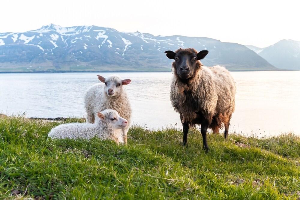 Ovejas de Islandia