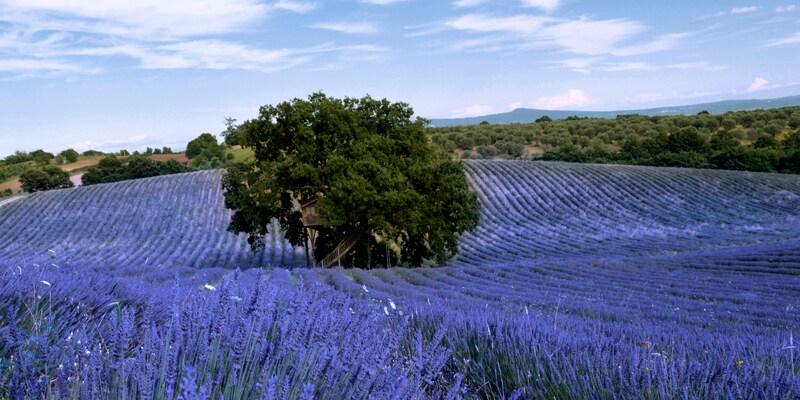 maison-arbre-photo