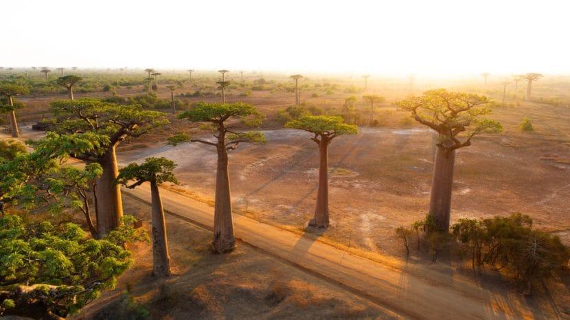 madagascar