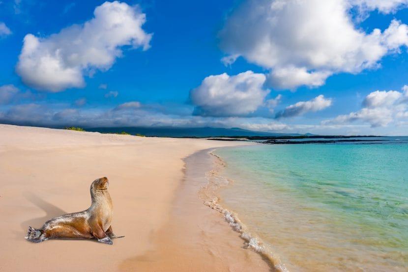 Galapagos