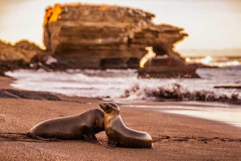 Galapagos