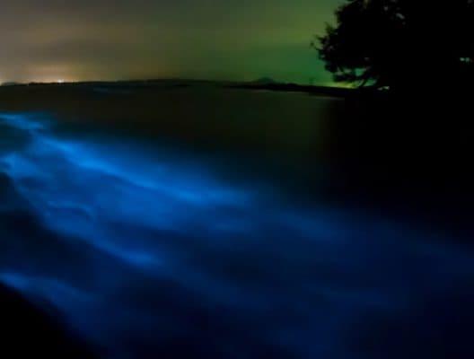 15 lieux magiques pour observer le phénomène de bioluminescence