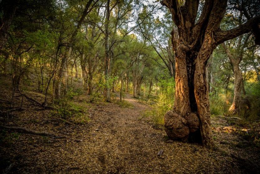 Reserva Monte Catillo