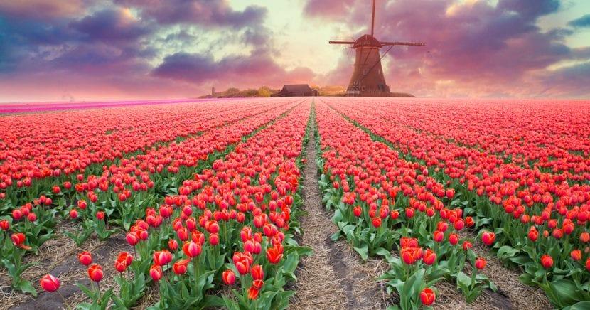 Floraison des Tulipes aux Pays-Bas 2023: où et quand l'admirer