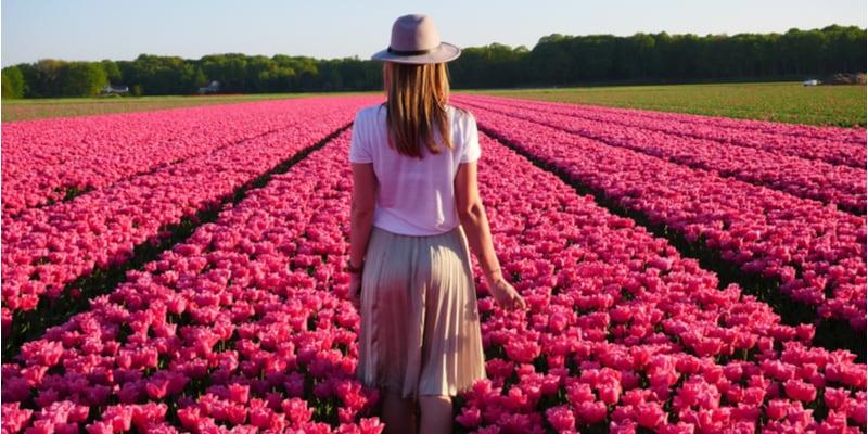 floraison-des-tulipes