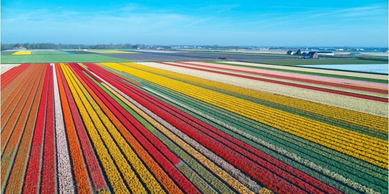 champs-de-tulipes