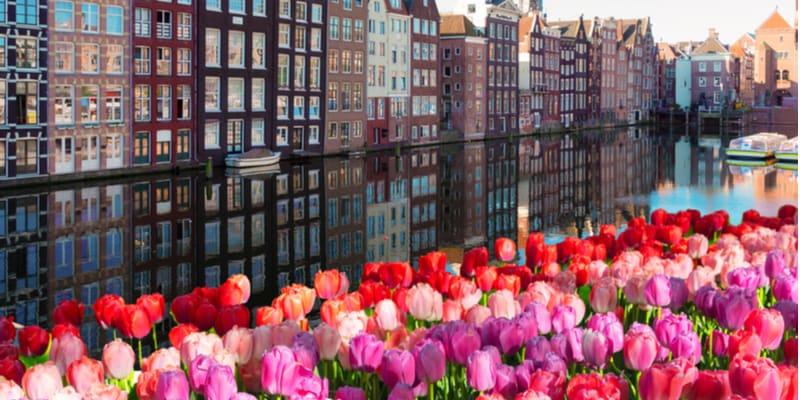 tulipes-pays-bas