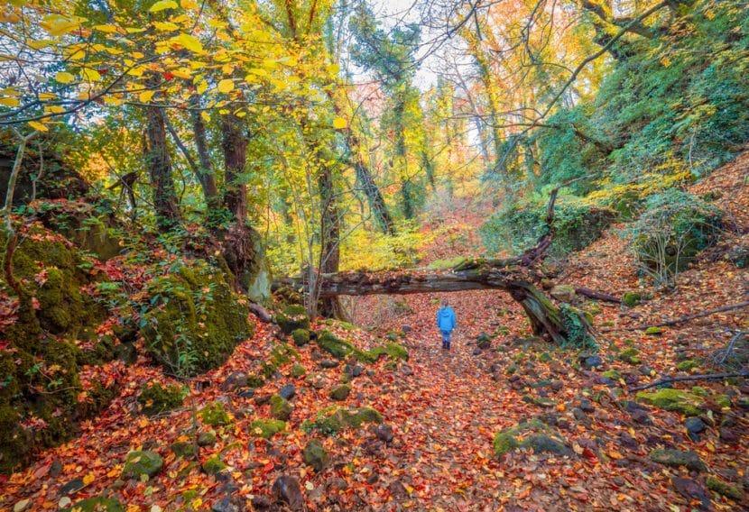 Bosco del Sasseto