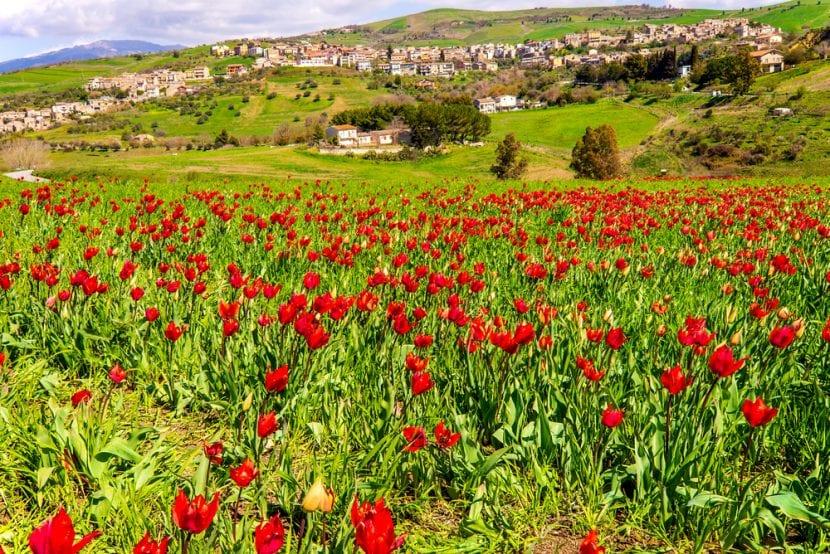 Tulipes Blufi