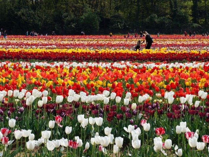 Fioritura des Tulipes en Italie