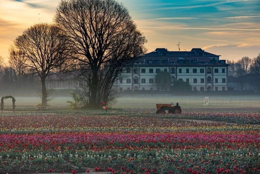 Tulipes Italiennes