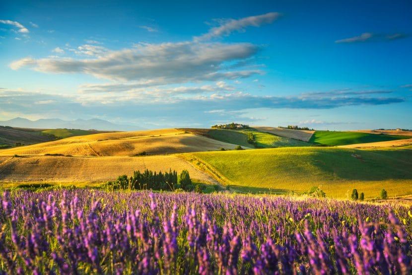 Lavande en Italie