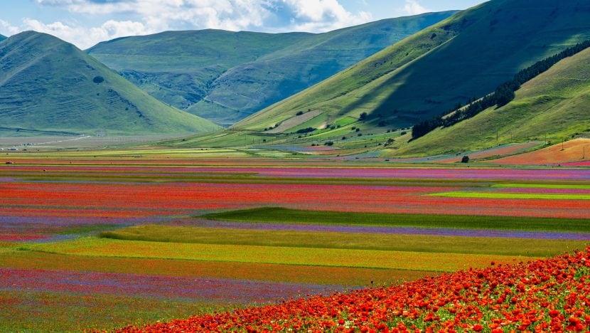 Floraison Castelluccio di Norcia 2025