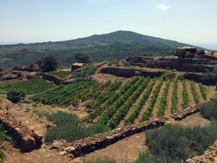 pantelleria Vigneti