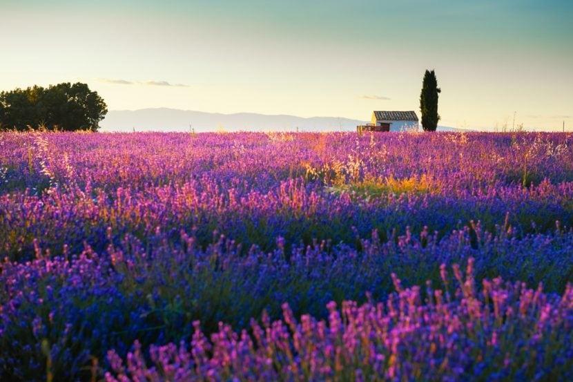 Valensole