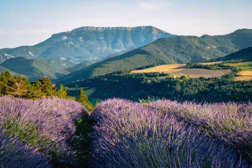 Provence Lavande