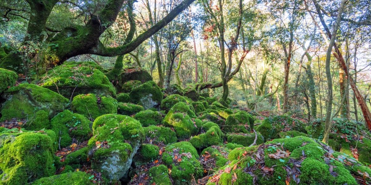 bosco-monumentale-sasseto