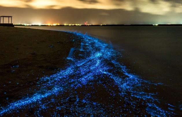bioluminescence