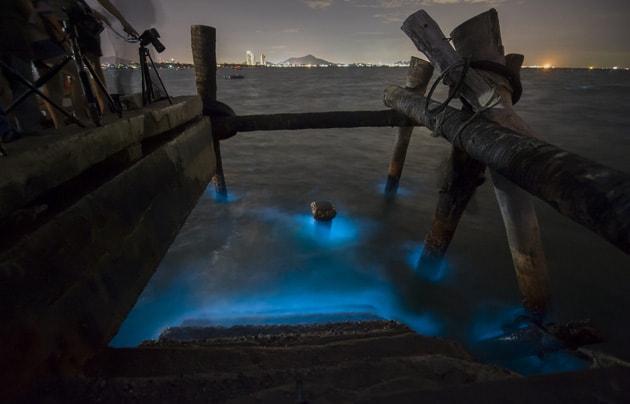 où-voir-bioluminescence