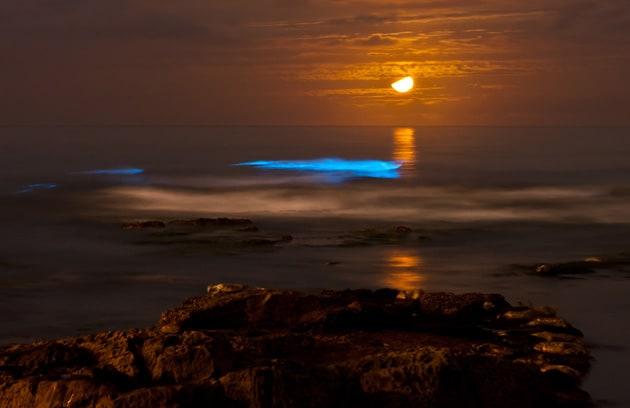 bioluminescence-où