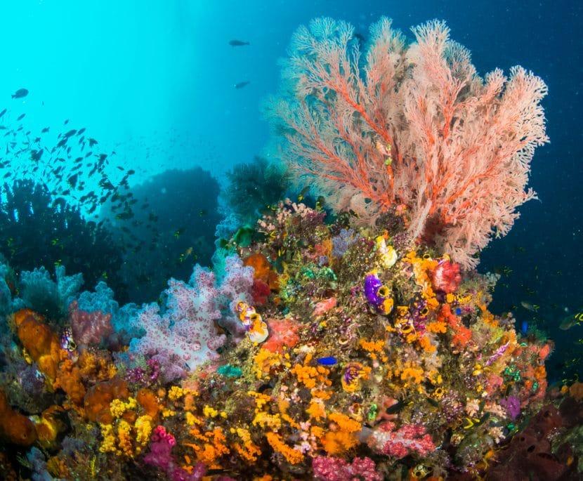 Plongée Raja Ampat