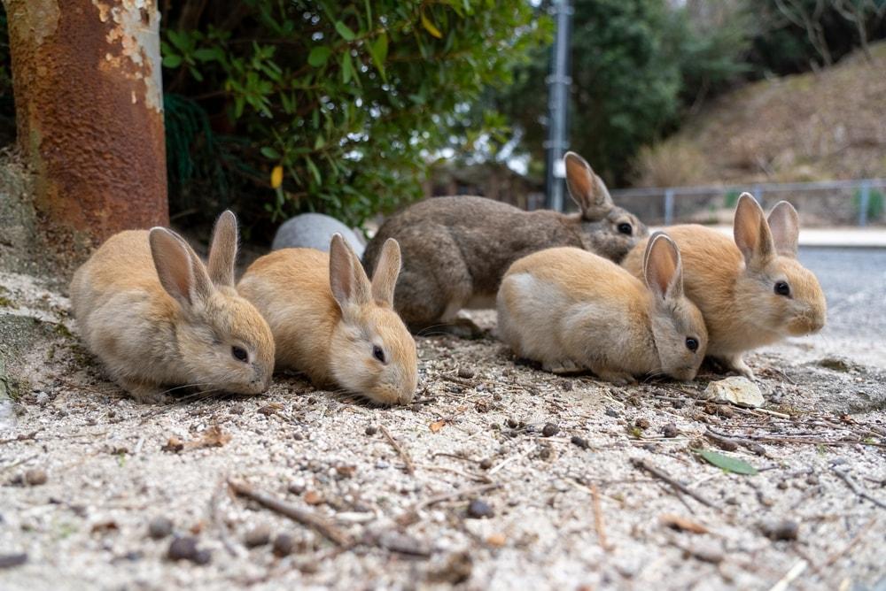 Okunoshima