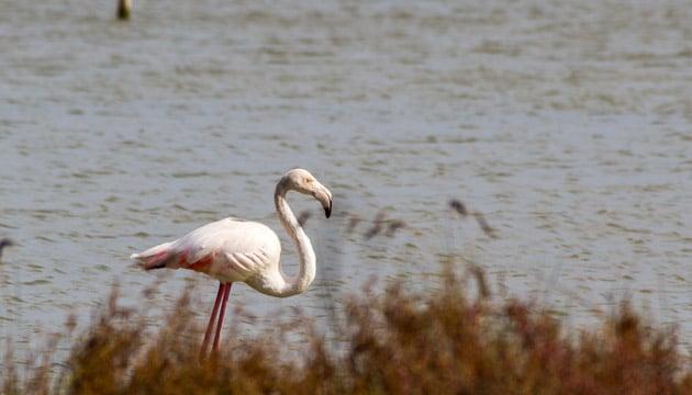 flamants-vendicari