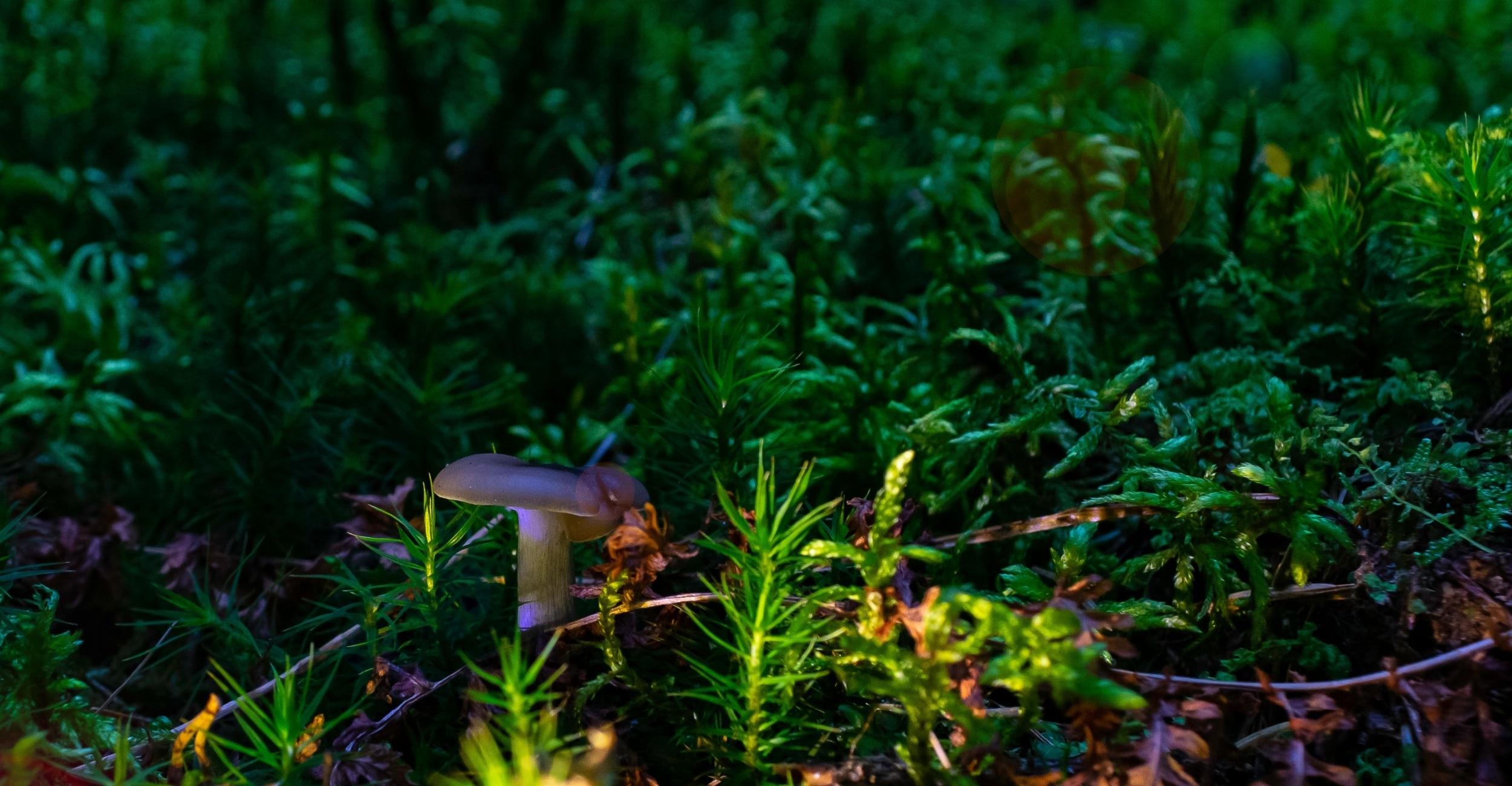 Champignons en Trentin