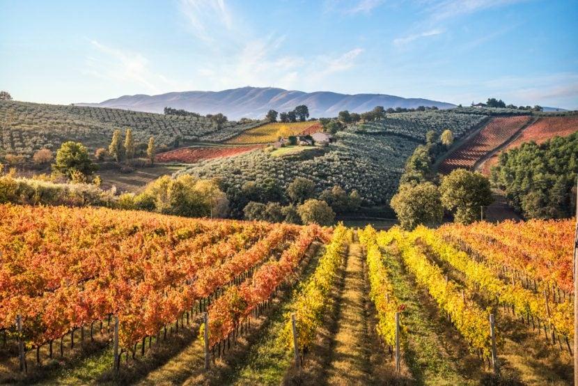 Vigneti di Montefalco