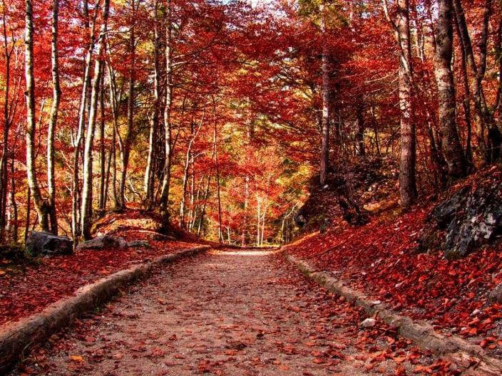 Feuillage dans le Trentin 2023 : où admirer le spectacle d'automne