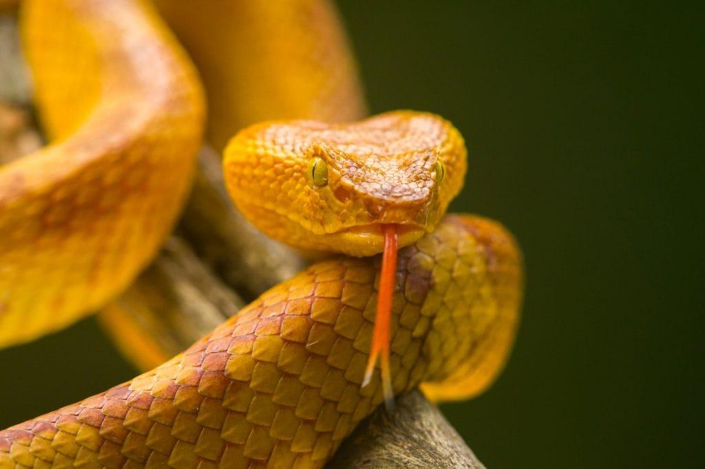 vipera dorata isola dei serpenti