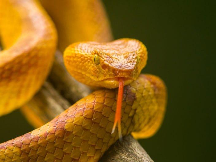 vipera dorata isola dei serpenti