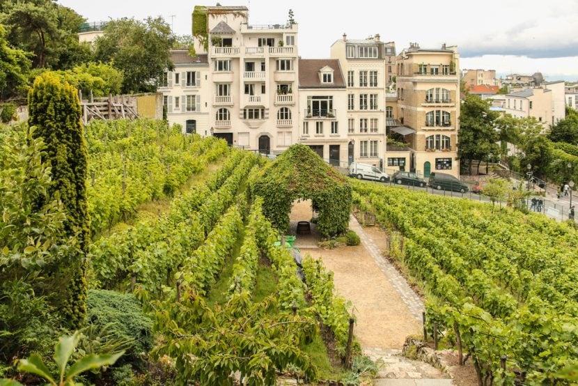 Vignobles de Montmartre