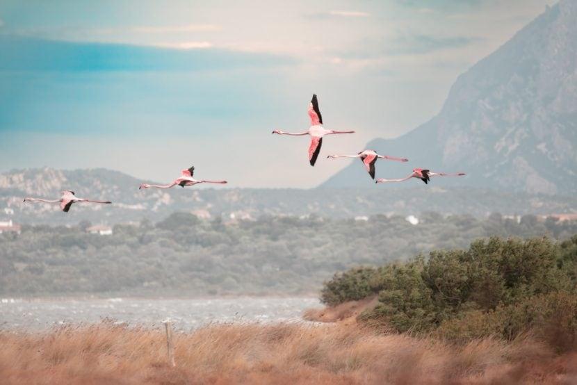 Flamants en Sardaigne