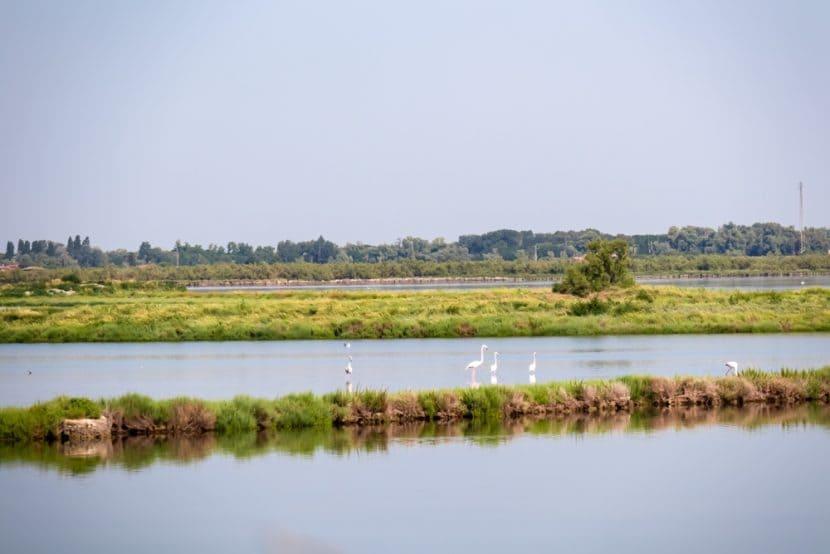 Flamants au Veneto