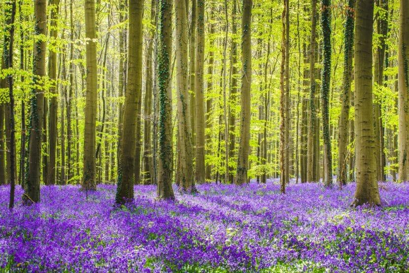 Hallerbos