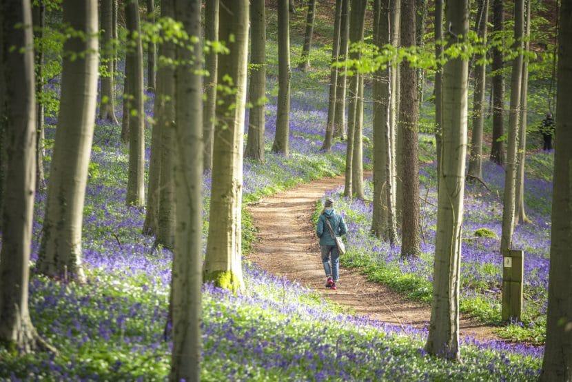 Hallerbos