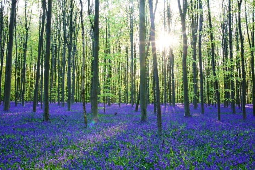 Hallerbos