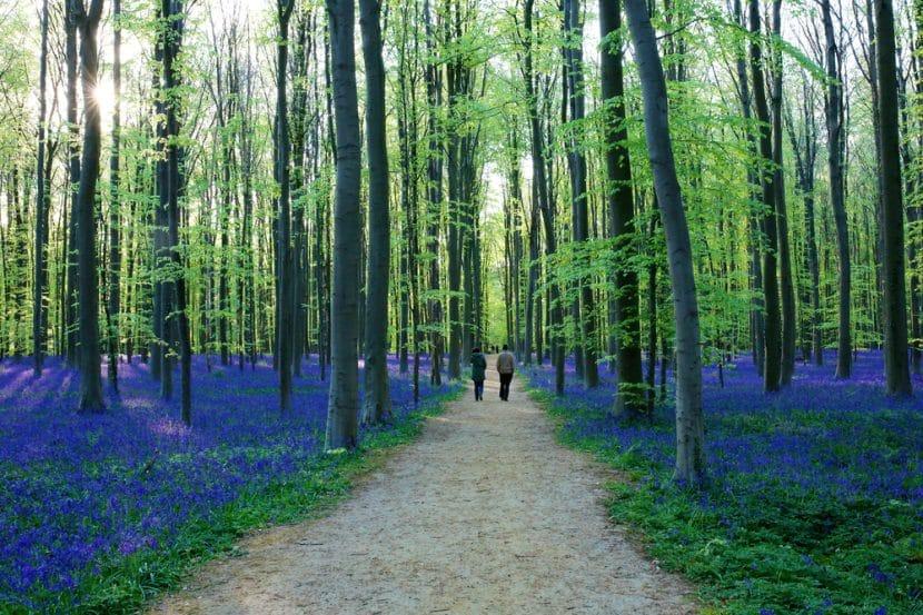 Hallerbos