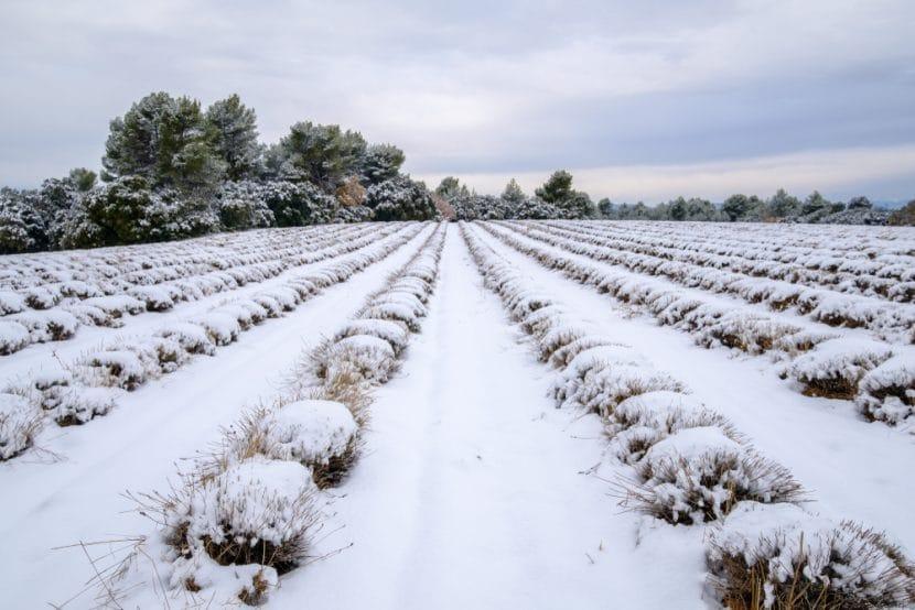 Provence en Hiver