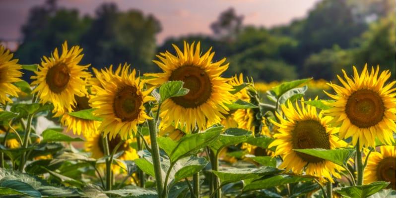 tournesols-vimercate