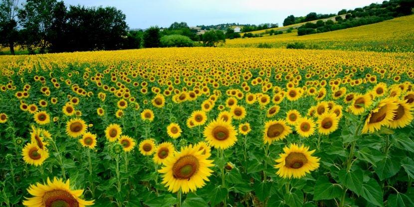 Les plus beaux champs de tournesols à admirer en France
