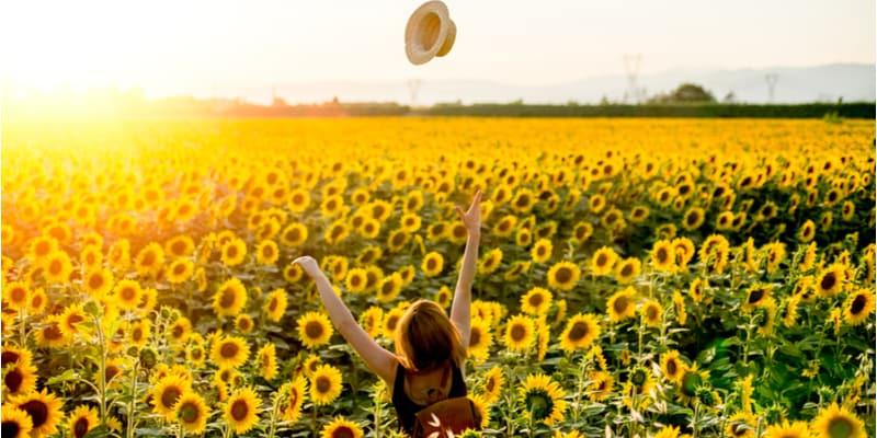 tournesol
