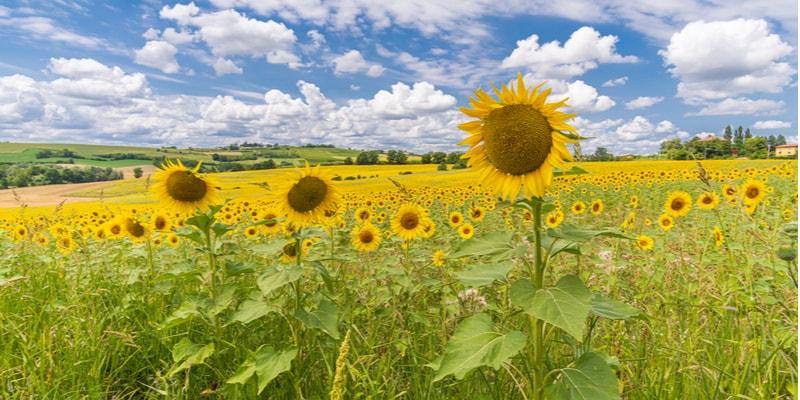 tournesols-monferrato