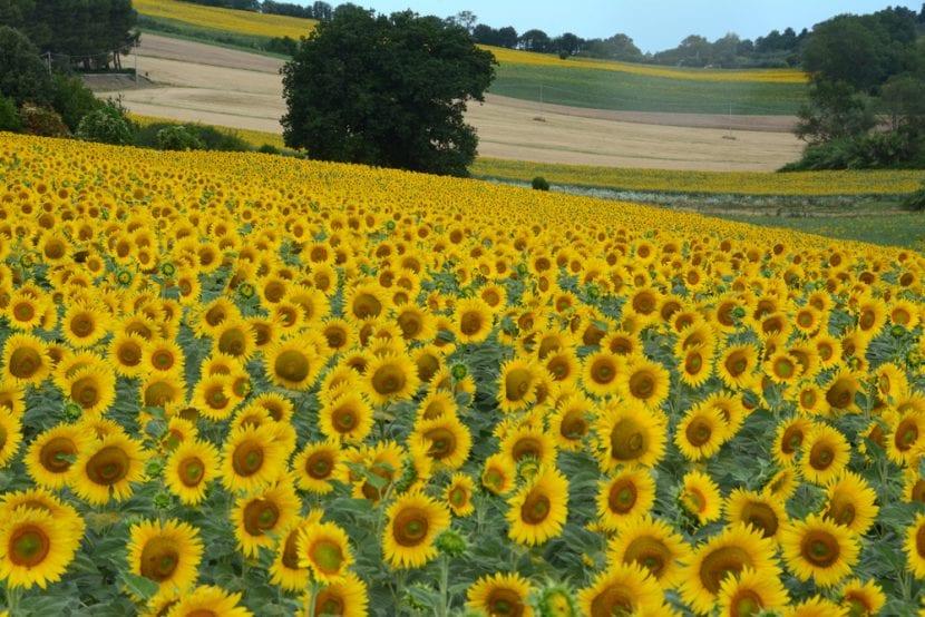 Tournesols Sirolo