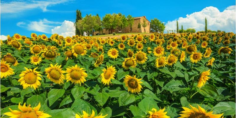toscane-tournesols