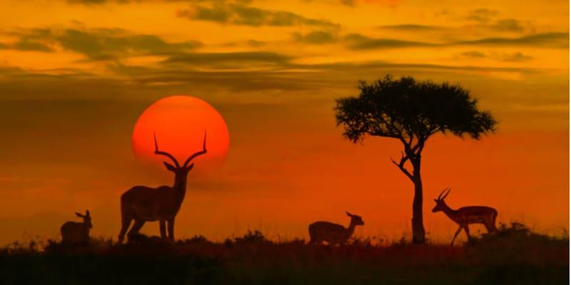 parc-national-kruger